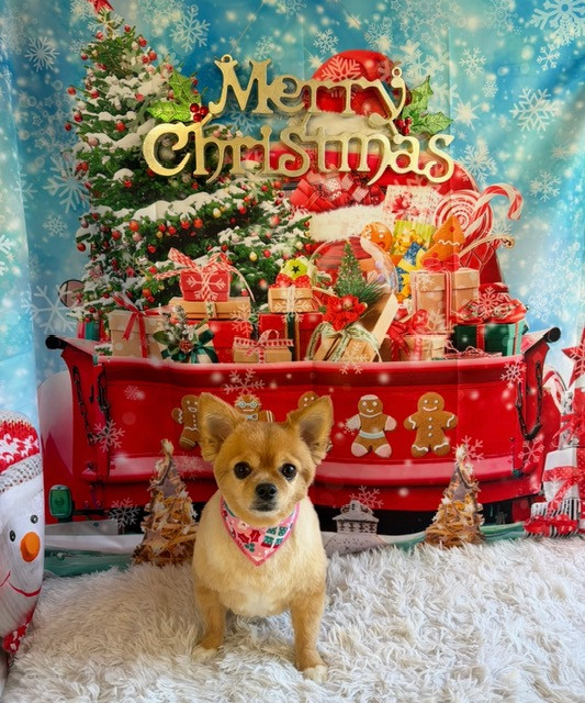 チワワ ココちゃん トリミングコース