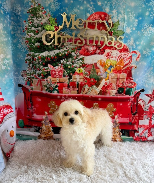 MIX クレタちゃん オプション