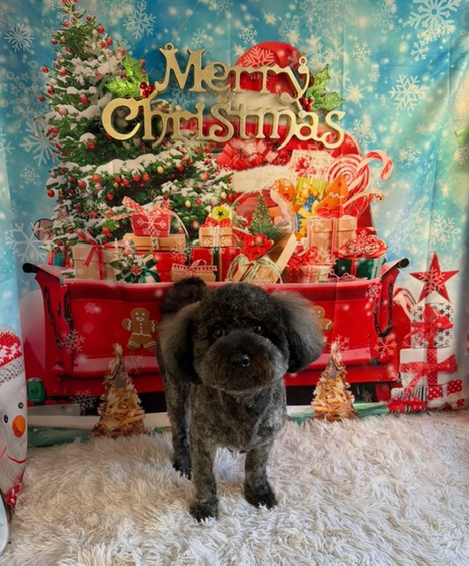 MIX ノアちゃん トリミングコース