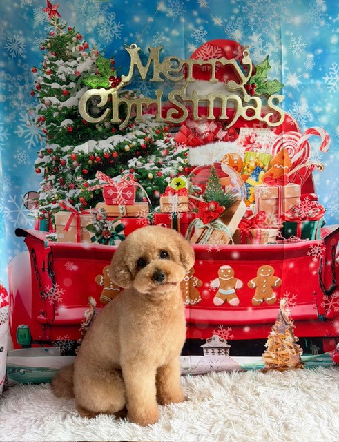 トイプードル まるちゃん シャンプーコース