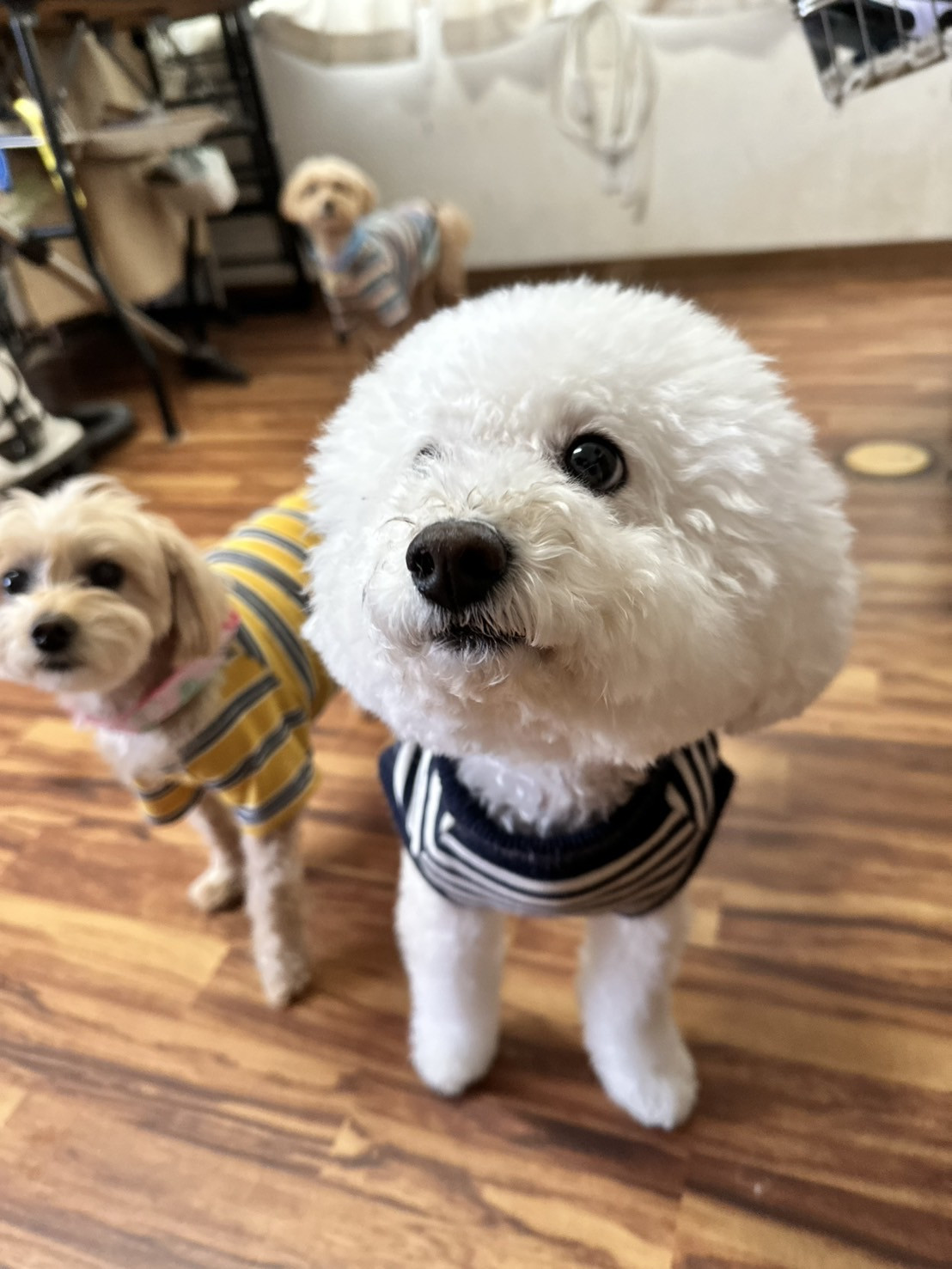 トイプードル むくちゃん お泊まりの様子