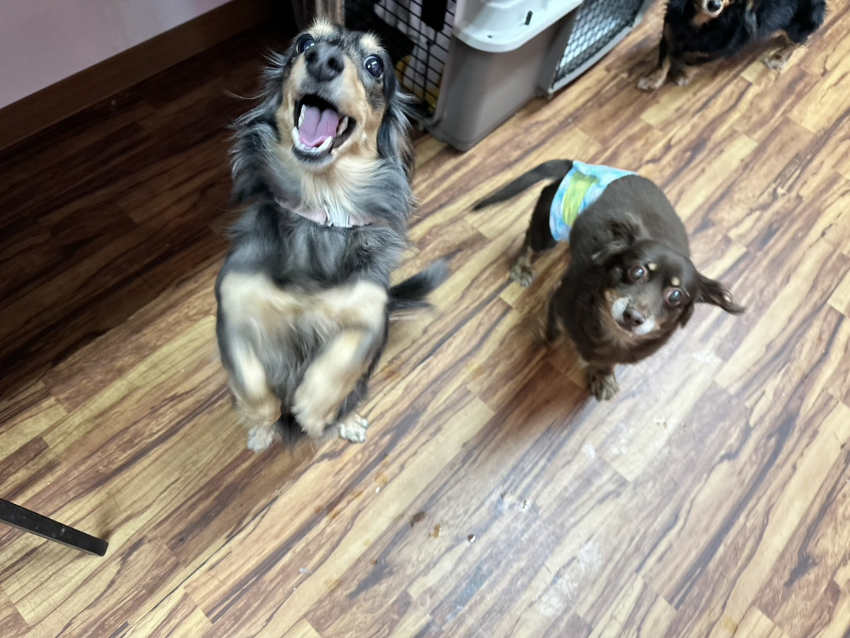 ダックスフンド めるちゃん お泊まりの様子