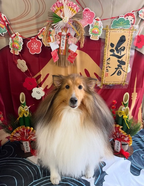 シェルティ リリーちゃん お泊まりの様子