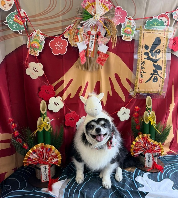 チワワ メアちゃん グルーミングコース