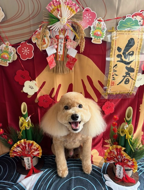 トイプードル フクちゃん トリミングコース