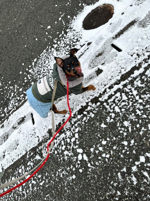 ミニピン ベルナちゃん お泊まりの様子