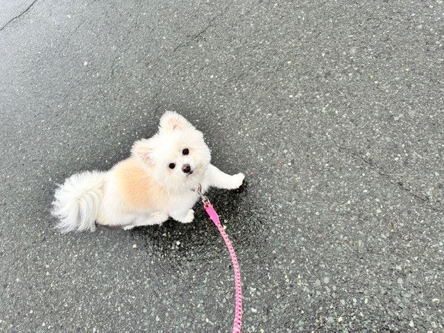 MIX みるくちゃん お泊まりの様子