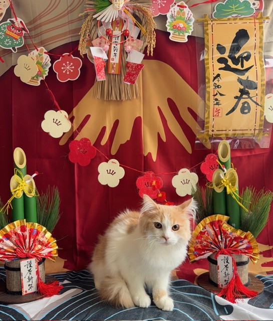 猫 マロンちゃん お泊まりの様子