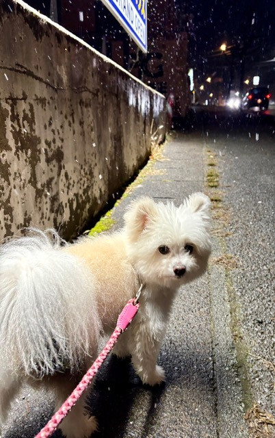 MIX みるくちゃん お泊まりの様子