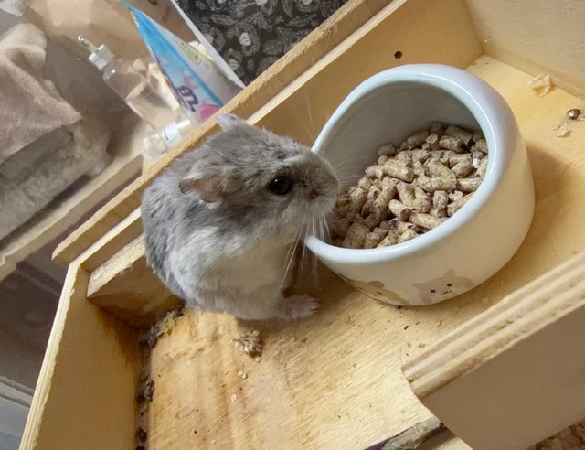 ハムスター もちまるちゃん お泊まりの様子