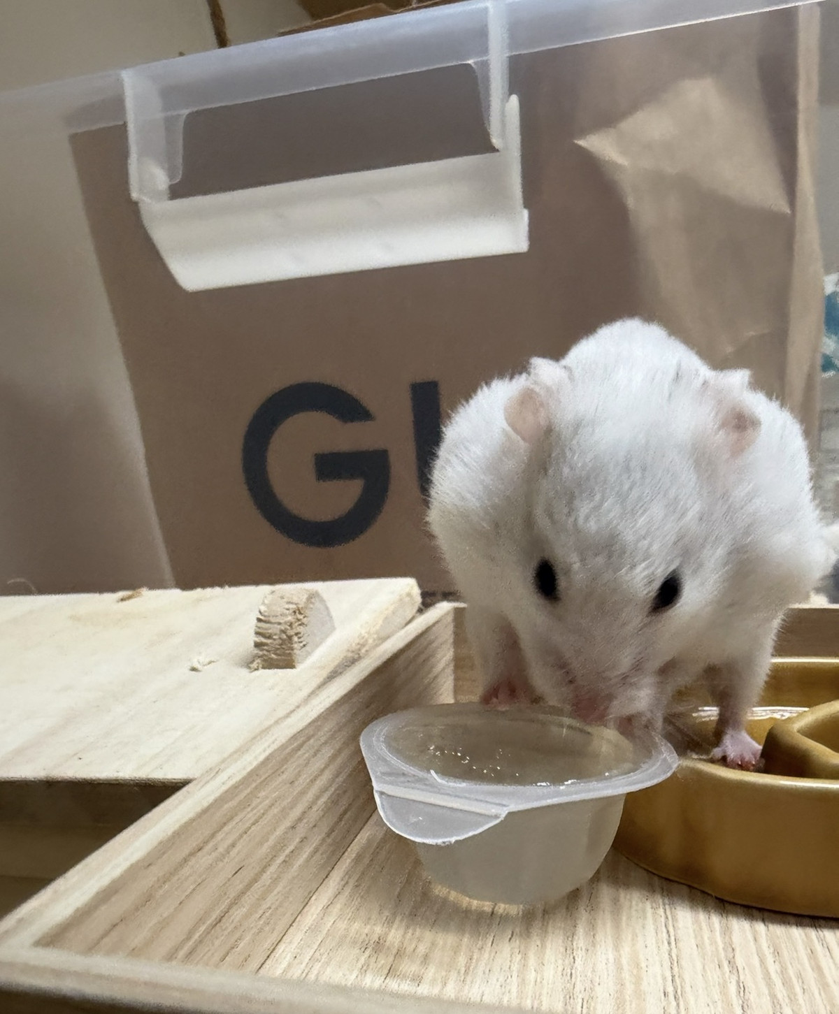 ハムスター みるくちゃん お泊まりの様子