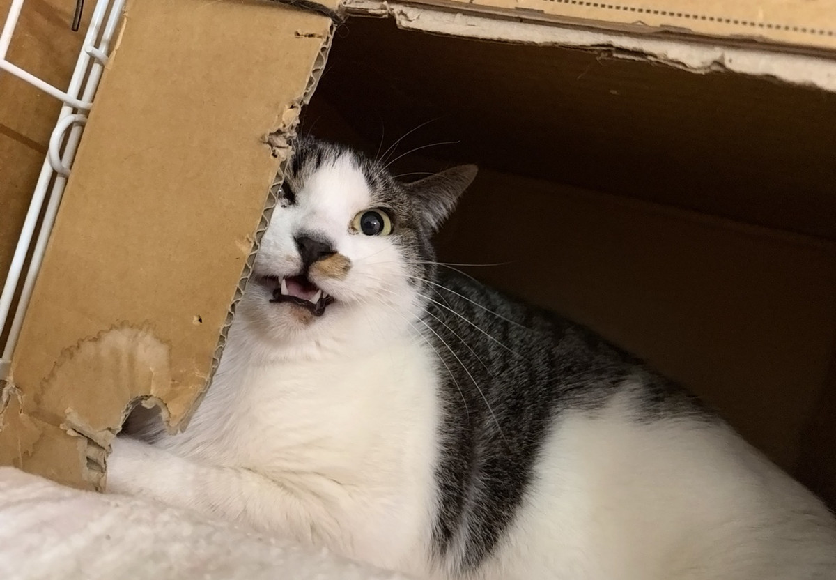 猫 ランちゃん お泊まりの様子