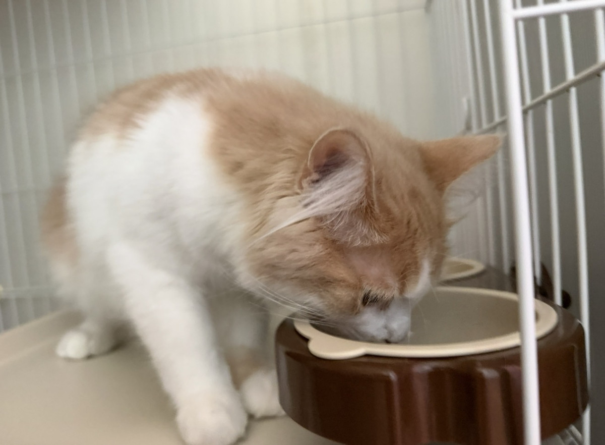 猫 マロンちゃん お泊まりの様子