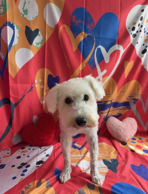 シュナウザー むぎちゃん グルーミングコース