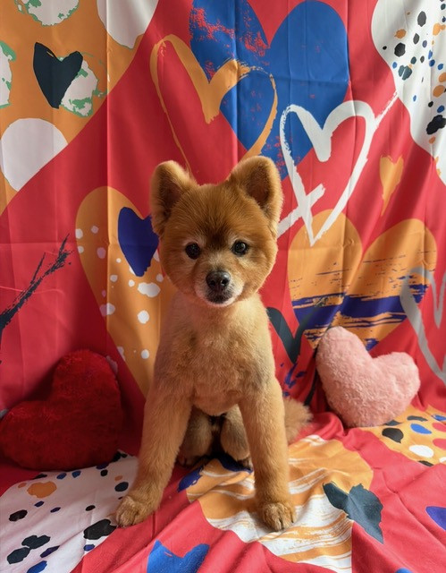 ポメラニアン モコちゃん トリミングコース