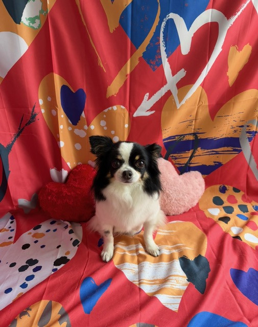 チワワ はなちゃん グルーミングコース