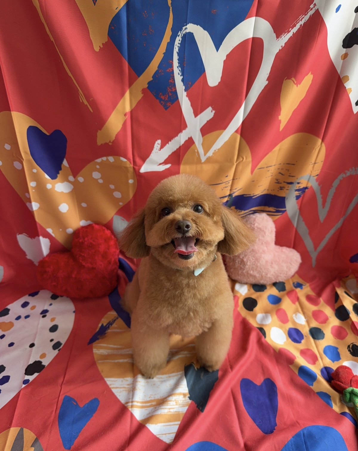 トイプードル チョコちゃん トリミングコース