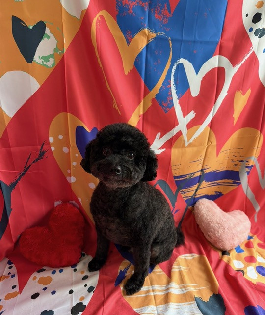 トイプードル ラルちゃん トリミングコース