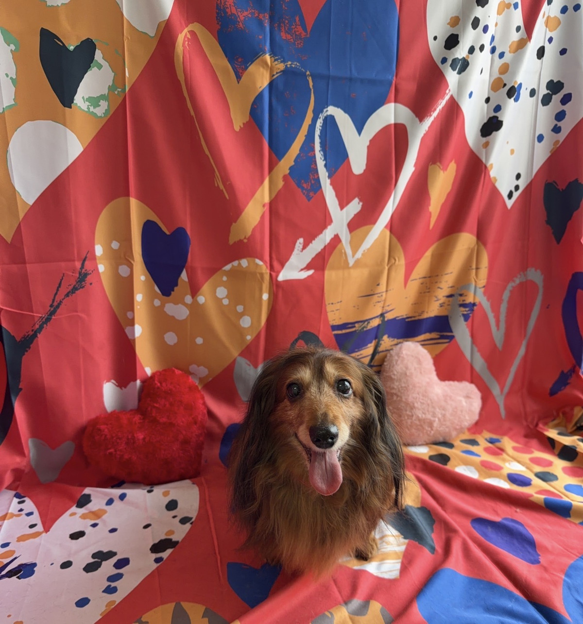 ダックスフンド ぷりんちゃん トリミングコース