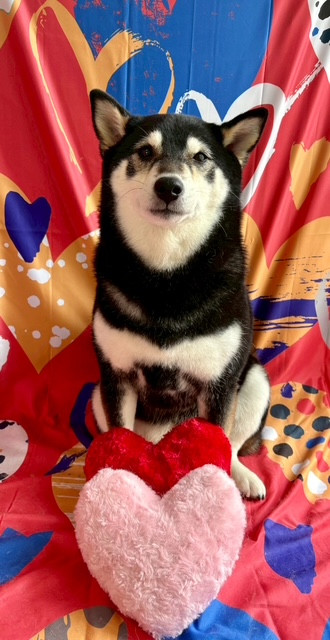 柴犬 蓮菜ちゃん グルーミングコース