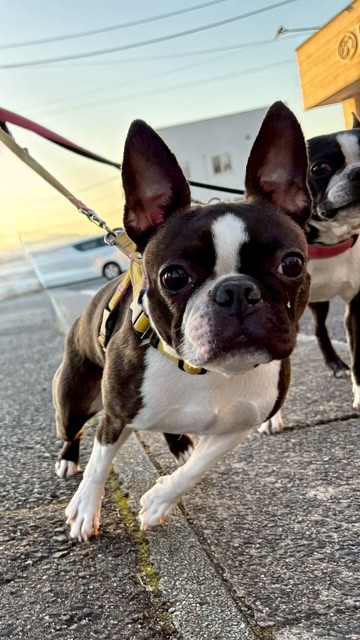 ボストンテリア あんじゅちゃんさくらちゃん お泊まりの様子