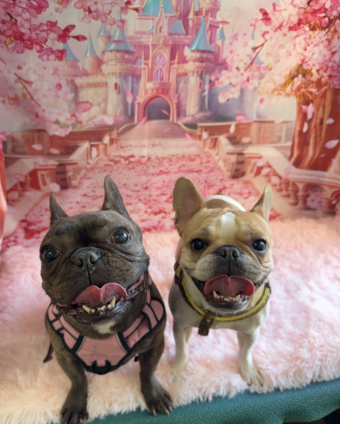 フレブル 碧輝ちゃん碧陸ちゃん碧浬ちゃん オプション