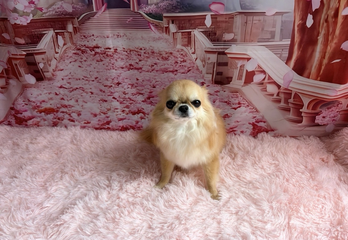 チワワ モナカちゃん グルーミングコース