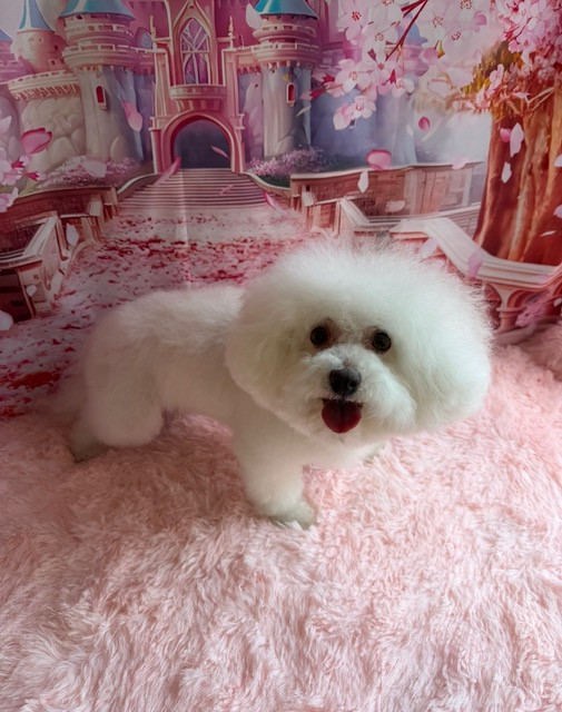 ビションフリーゼ しろっぷちゃん グルーミングコース