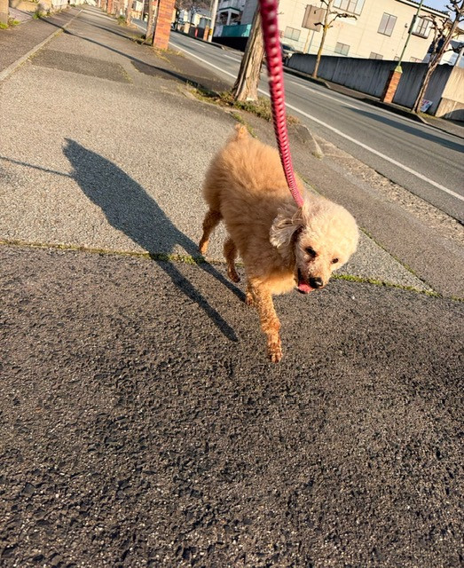 トイプードル モモちゃん お泊まりの様子