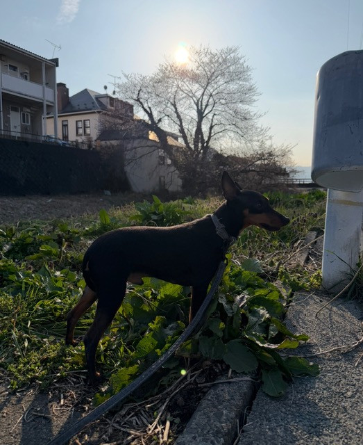 トイマンチェスターテリア めろちゃん お泊まりの様子