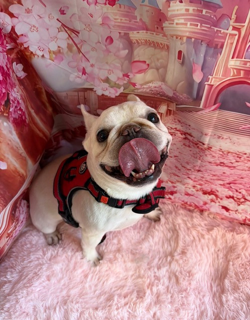 フレブル 碧輝ちゃん碧陸ちゃん碧浬ちゃん オプション